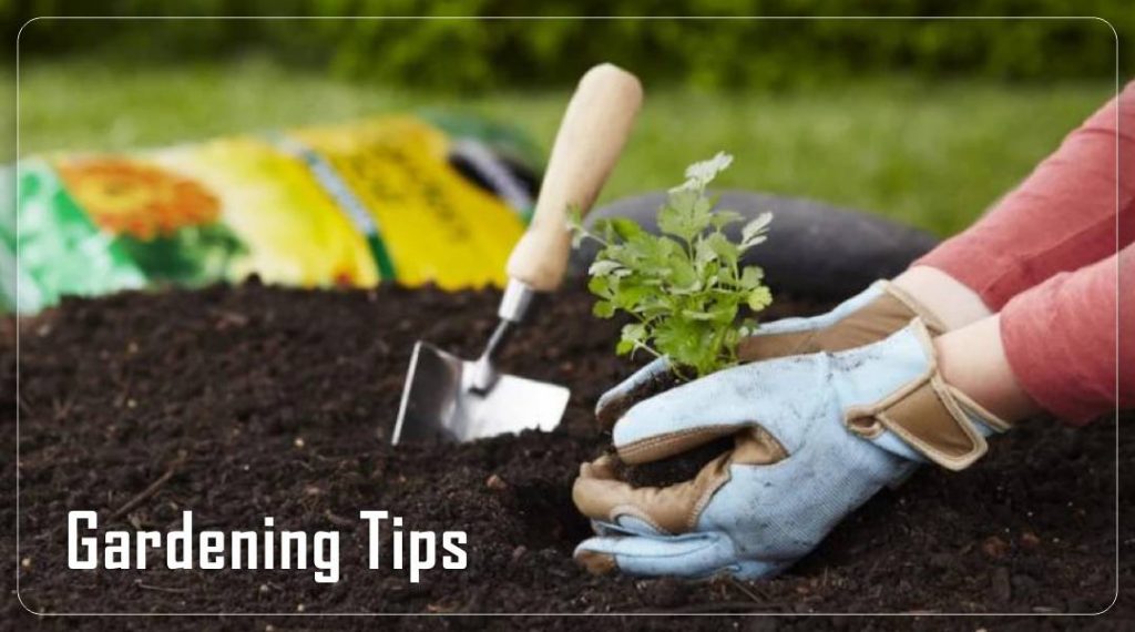 Gardening Tips